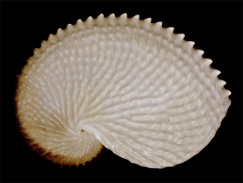 Argonauta nodosa